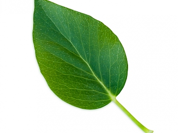green leaf texture (ID:ffacg53503)