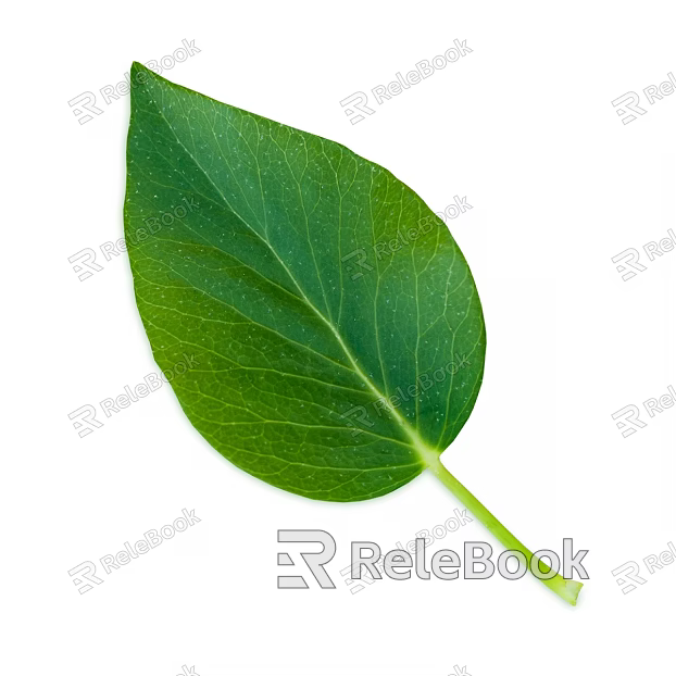 green leaf texture