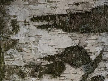 bark texture (ID:ffabg37117)