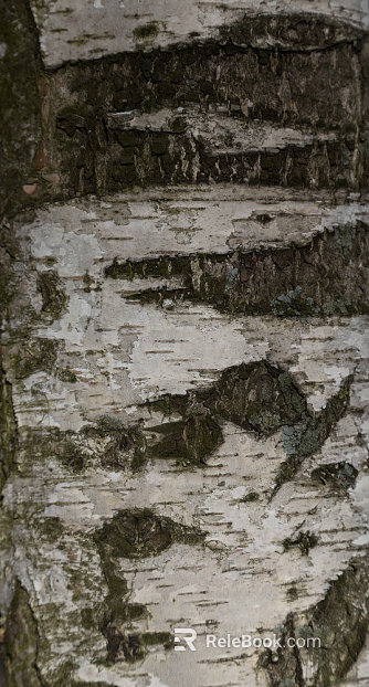 bark texture