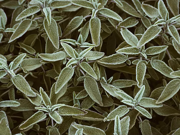 Plants texture (ID:ffagg52515)