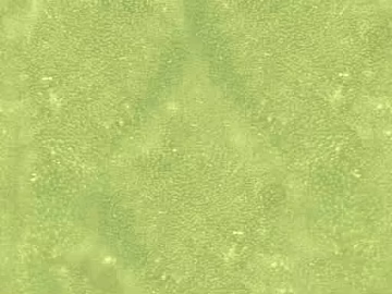 Light yellow green micro cement wall decoration texture (ID:ffaeh477582)