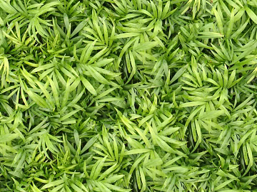Turf ground texture (ID:ffabf6393)