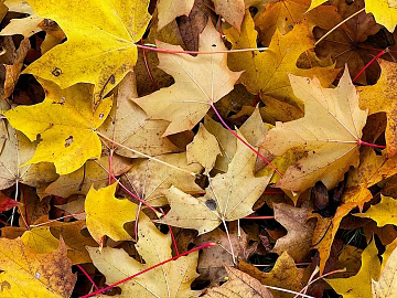 fallen leaves texture (ID:ffagg03165)