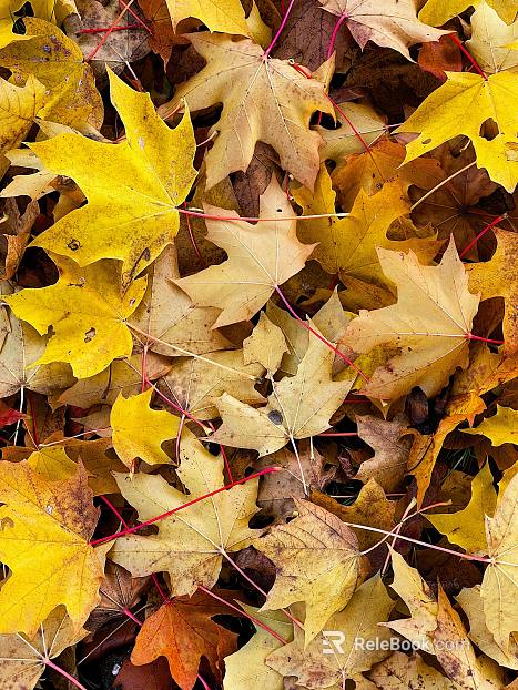 fallen leaves texture