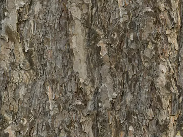 ancient tree bark texture (ID:ffhad42)