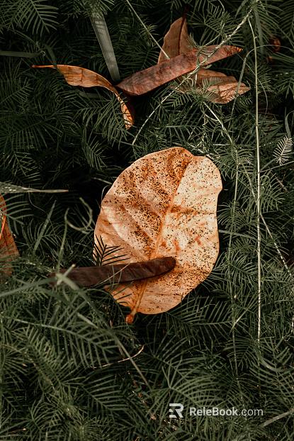 Plants texture