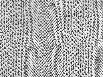 animal skin texture (ID:ffach101736)