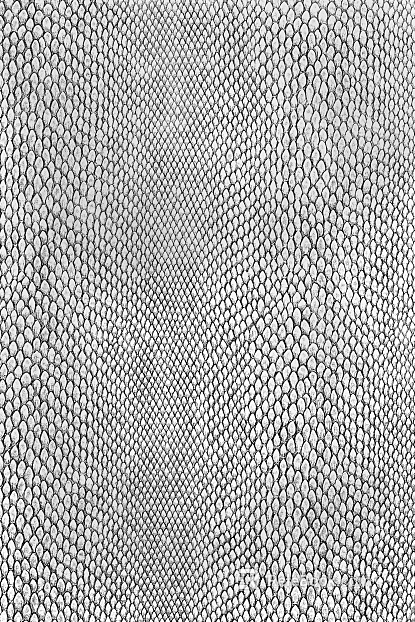 animal skin texture