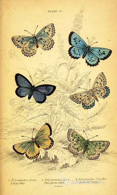 Animal painting texture