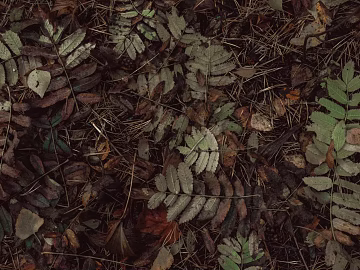 fallen leaves texture (ID:ffagg97705)