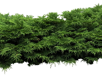 Bushes texture (ID:ffaag38611)