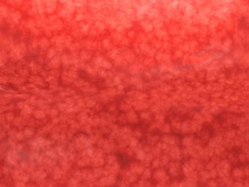 Mud texture (ID:ffadf8122)