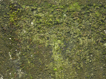 moss texture (ID:ffacg97497)