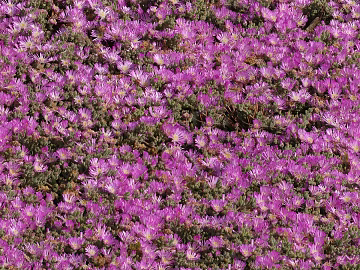 shrub flowers bushes texture (ID:ffaeh121117)