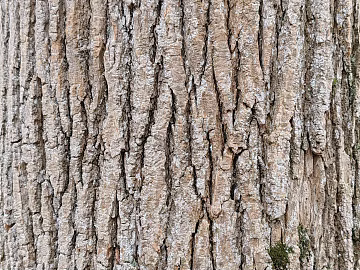 bark texture (ID:ffach437146)