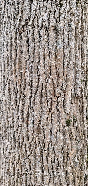 bark texture