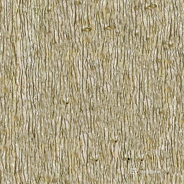 bark texture