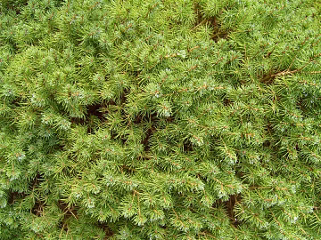 Plants texture (ID:ffabg66279)