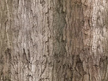 bark texture (ID:ffaef2887)