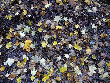 fallen leaves texture (ID:ffaeg53043)