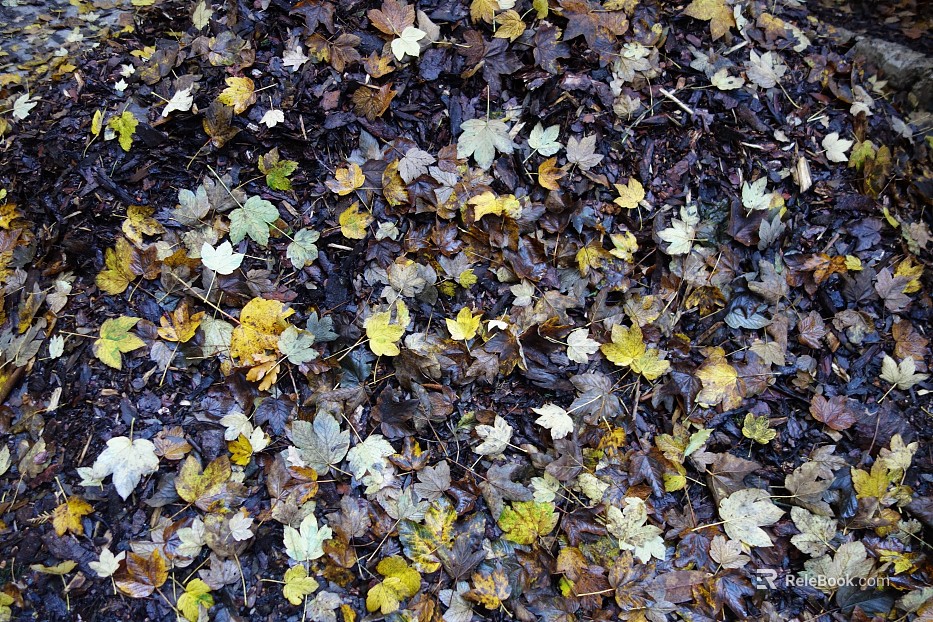 fallen leaves texture