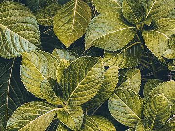 leaves texture (ID:ffagg80618)