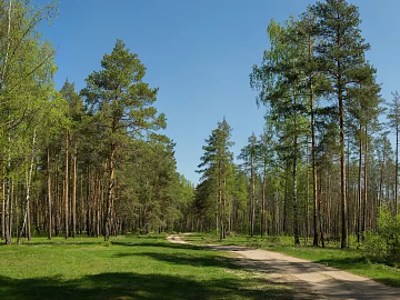 winding dirt road tall pine forest pure blue sky panoramic depth composition forest exterior hdr 3d model