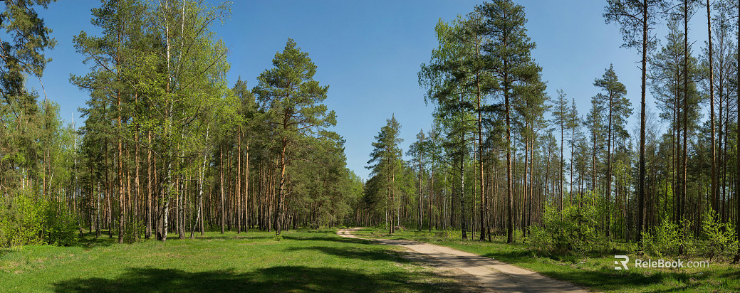 winding dirt road tall pine forest pure blue sky panoramic depth composition forest exterior hdr texture