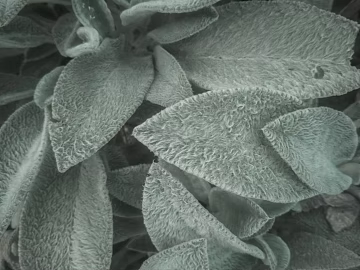 plant pattern texture (ID:ffaeg17927)