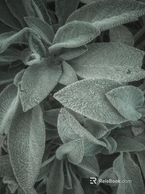 plant pattern texture