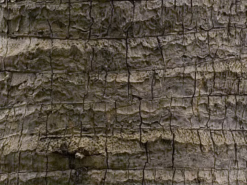 bark texture (ID:ffaag04529)