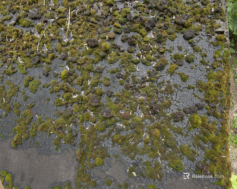 moss texture