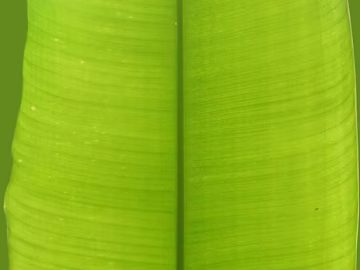 Green broad-leaved plant leaf decoration material texture (ID:ffaeh154382)