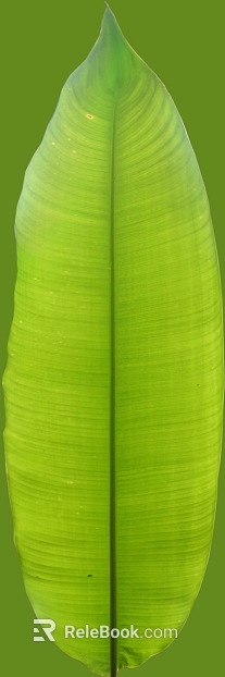 Green broad-leaved plant leaf decoration material texture