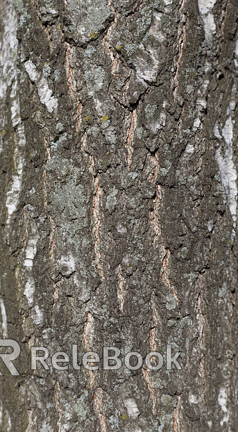 A close-up of weathered, rough tree bark with moss and lichen growth, showcasing nature's intricate texture and resilience.