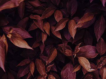 leaves texture (ID:ffaeg06818)
