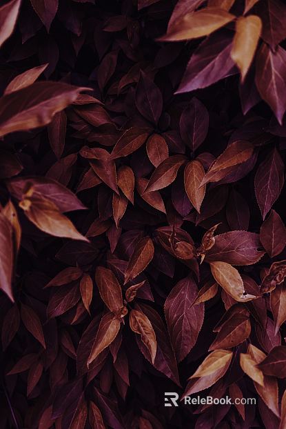 leaves texture