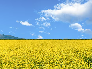Pastoral scenery texture (ID:ffach873075)