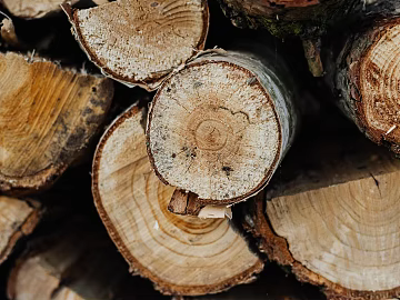 Trunk section texture (ID:ffagg51148)