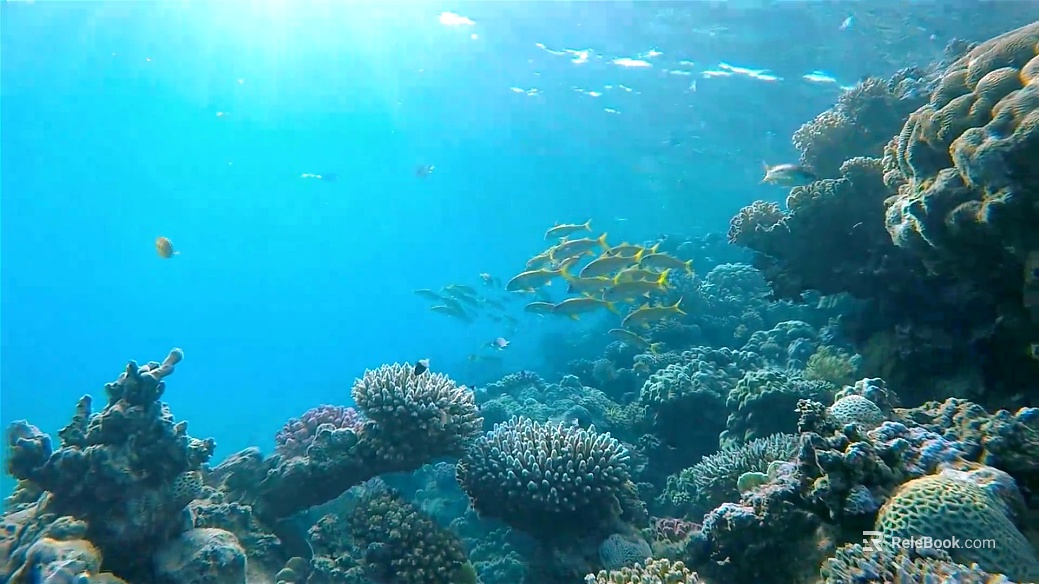 Fish tank texture