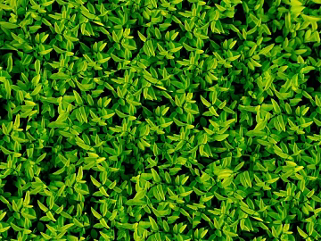 Plants texture (ID:ffaag81680)