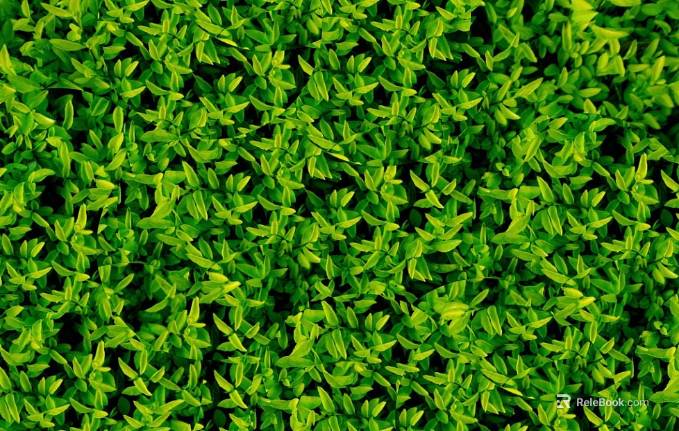 Plants texture