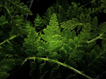 leaves texture (ID:ffabg35379)