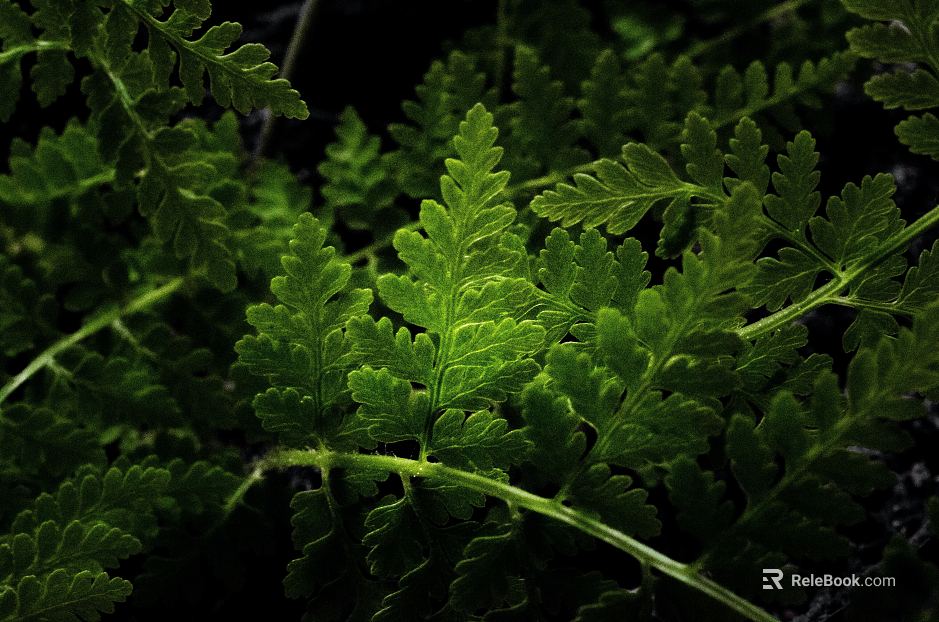 leaves texture