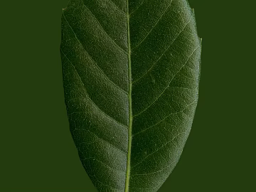 leaves texture (ID:ffaeg85770)