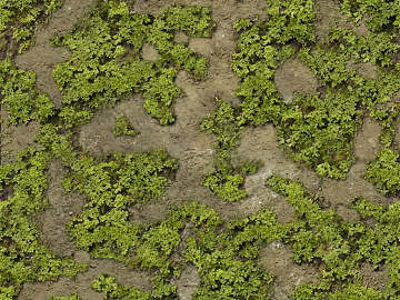 Turf texture (ID:ffach335456)
