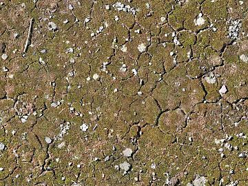 moss texture (ID:ffhee555)