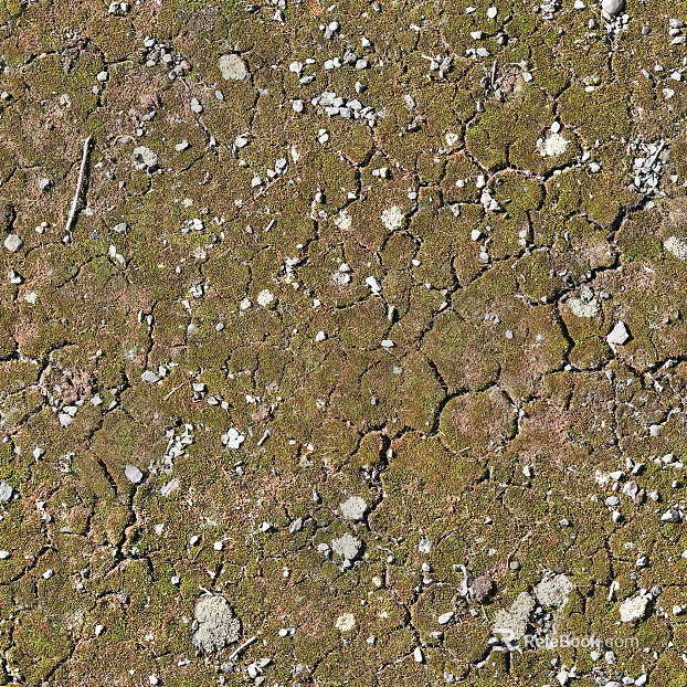 moss texture