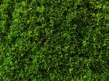 Plant wall texture (ID:ffaff7603)
